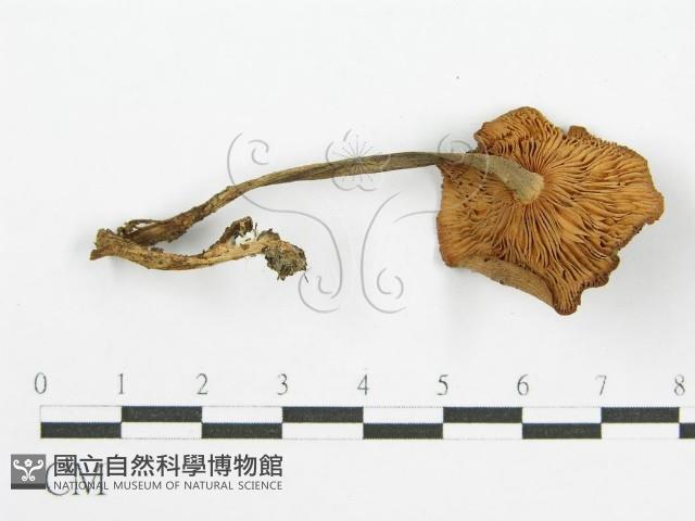 登錄號:F0010741藏品圖，第1張