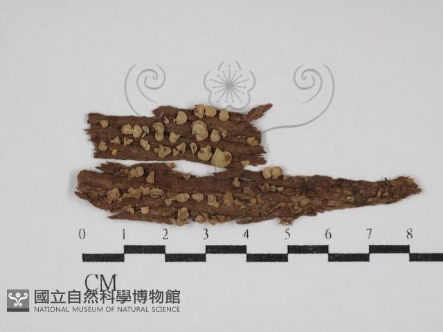 登錄號:F0030741藏品圖，第1張