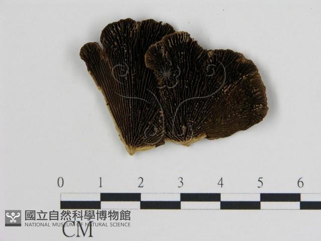 登錄號:F0006741藏品圖，第1張