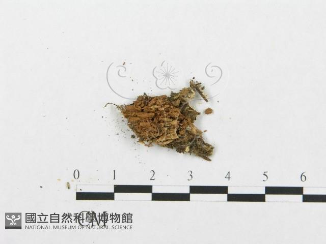 登錄號:F0016741藏品圖，第1張