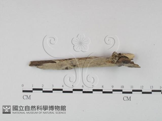 剛毛絲皮菌藏品圖，第1張
