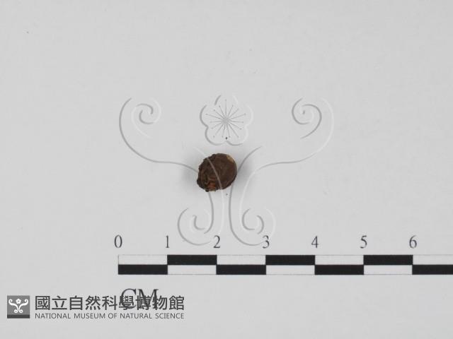登錄號:F0011741藏品圖，第1張