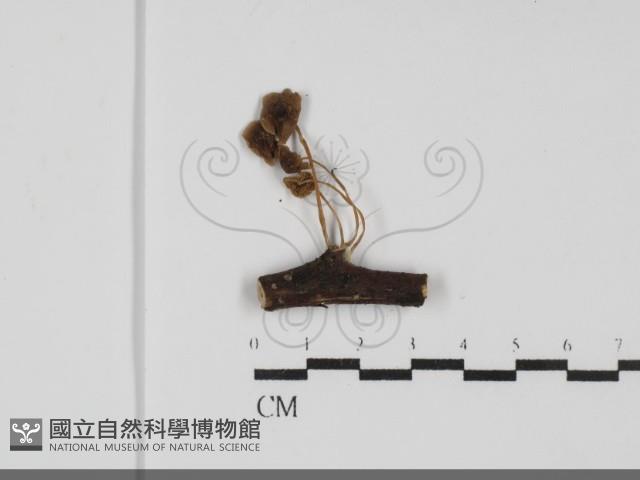 登錄號:F0031741藏品圖，第1張