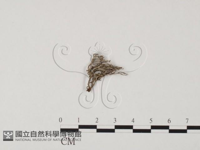 登錄號:F0004741藏品圖，第1張