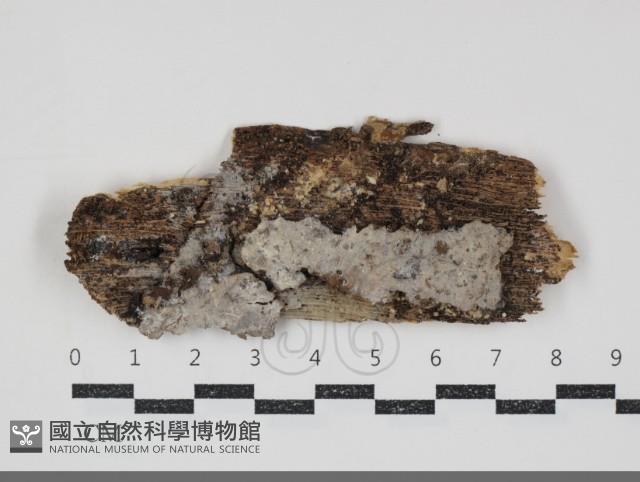 登錄號:F0034741藏品圖，第1張