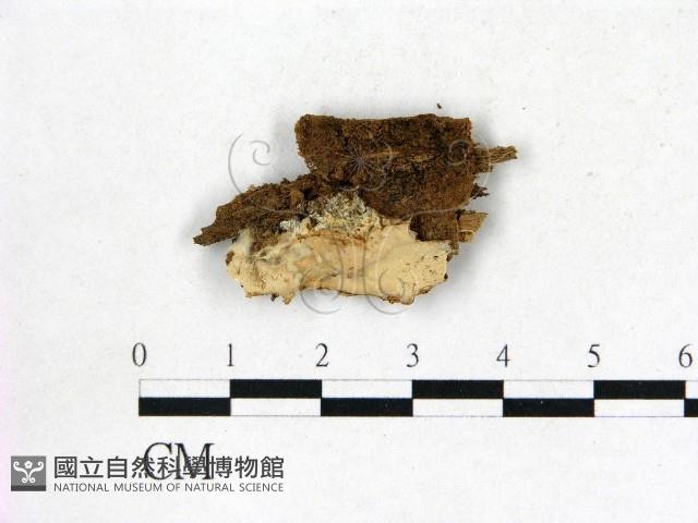 登錄號:F0022741藏品圖，第1張