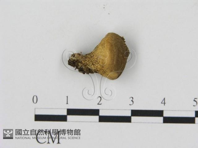 登錄號:F0012741藏品圖，第1張