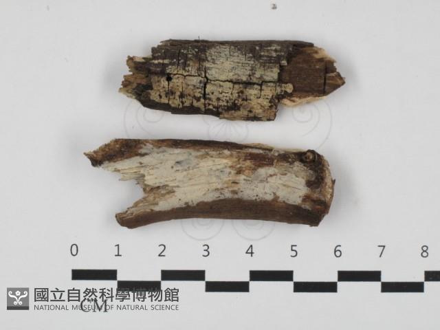 登錄號:F0032741藏品圖，第1張