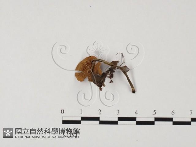 登錄號:F0025741藏品圖，第1張