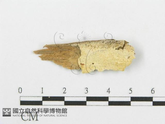 登錄號:F0005741藏品圖，第1張