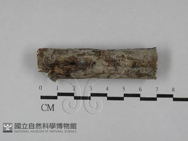 登錄號:F0029741藏品圖，第1張