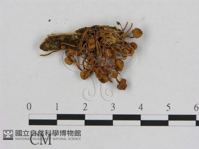 小菇屬藏品圖，第1張