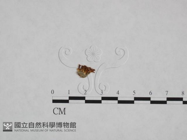 登錄號:F0023741藏品圖，第1張