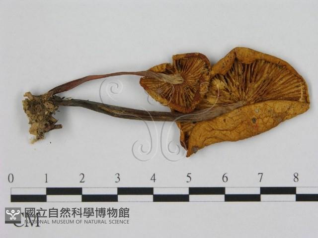 小皮傘屬藏品圖，第1張