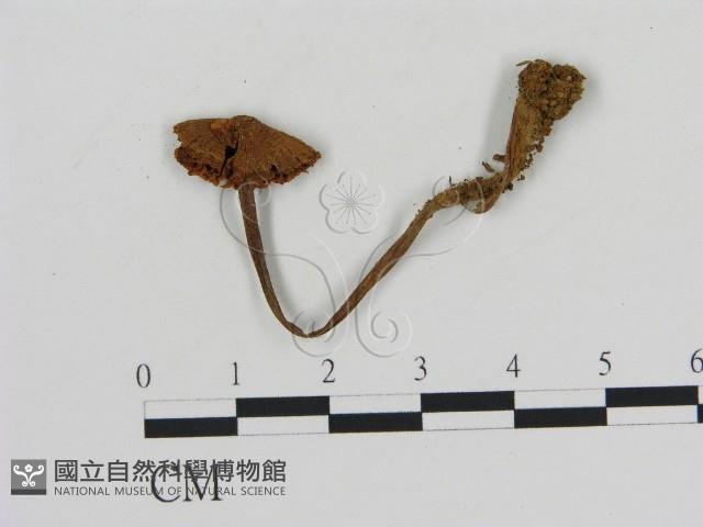 登錄號:F0013741藏品圖，第1張