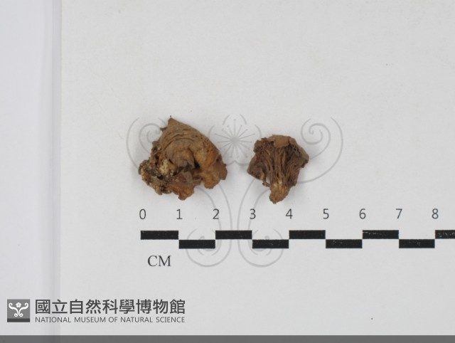 側耳屬藏品圖，第1張