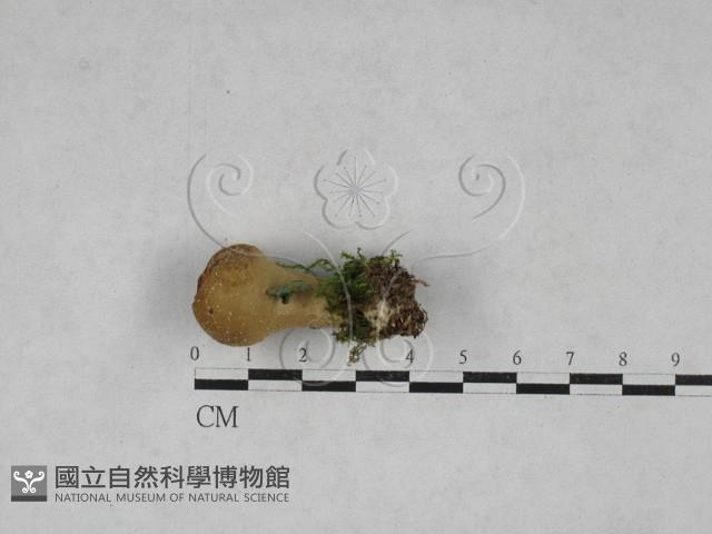 登錄號:F0028541藏品圖，第1張