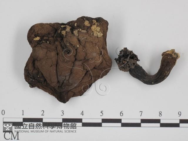 登錄號:F0008541藏品圖，第1張