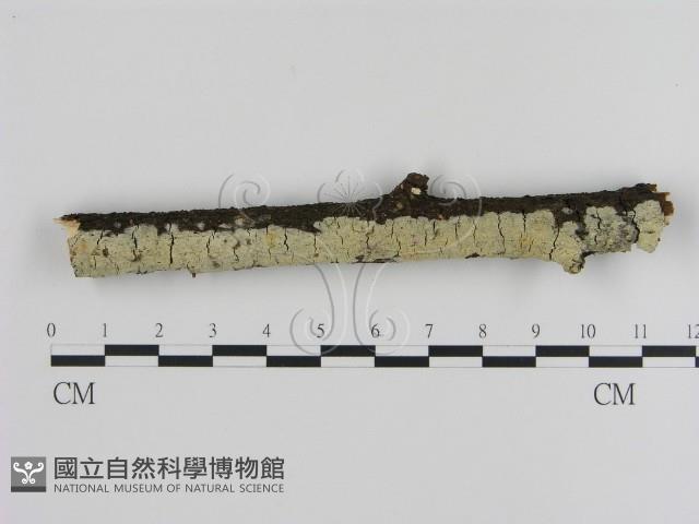 登錄號:F0000541藏品圖，第1張