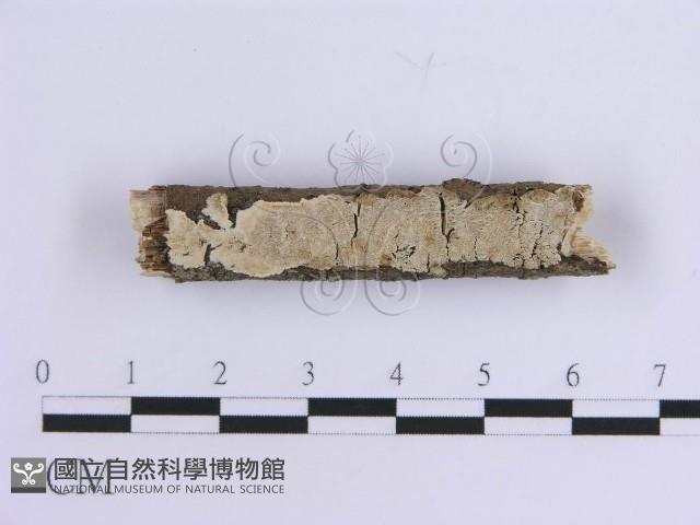 登錄號:F0010541藏品圖，第1張