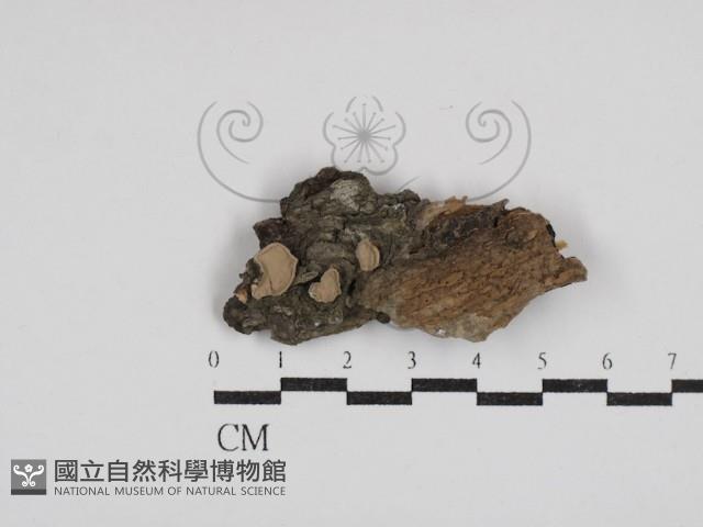 登錄號:F0030541藏品圖，第1張