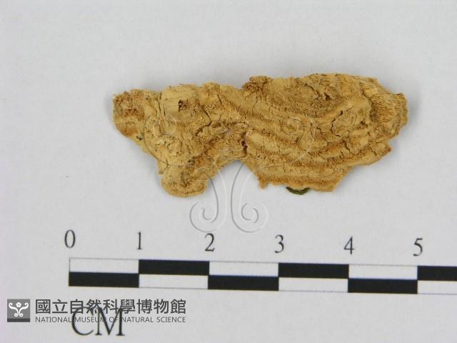 登錄號:F0006541藏品圖，第1張