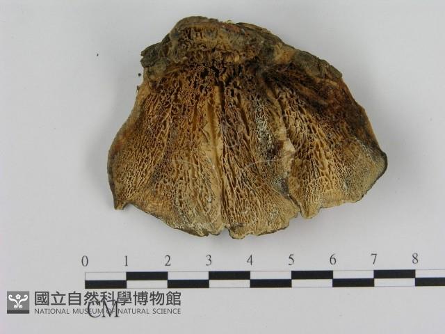 登錄號:F0016541藏品圖，第1張