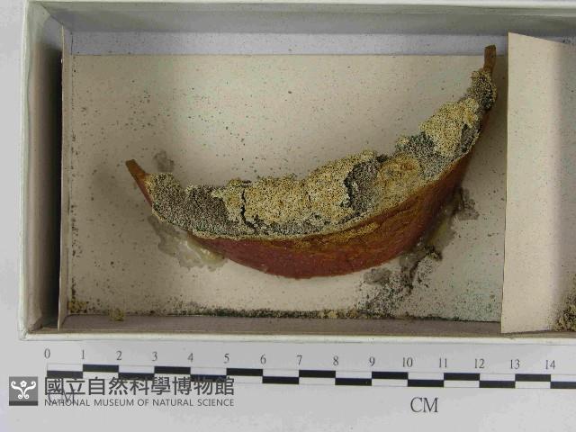 登錄號:F0021541藏品圖，第1張