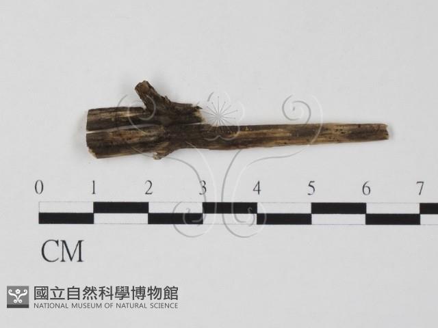 登錄號:F0011541藏品圖，第1張