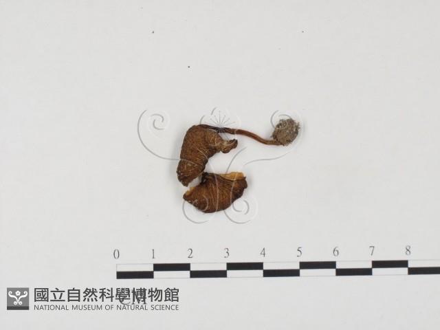 登錄號:F0024541藏品圖，第1張
