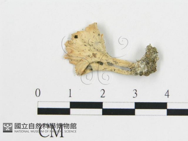 登錄號:F0004541藏品圖，第1張