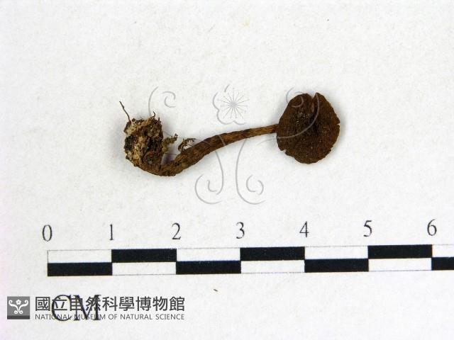 登錄號:F0014541藏品圖，第1張