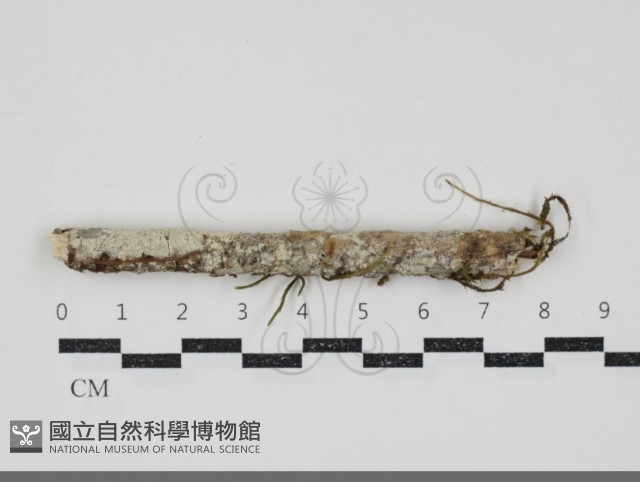 登錄號:F0034541藏品圖，第1張