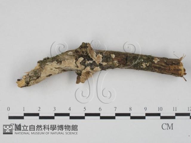 登錄號:F0022541藏品圖，第1張