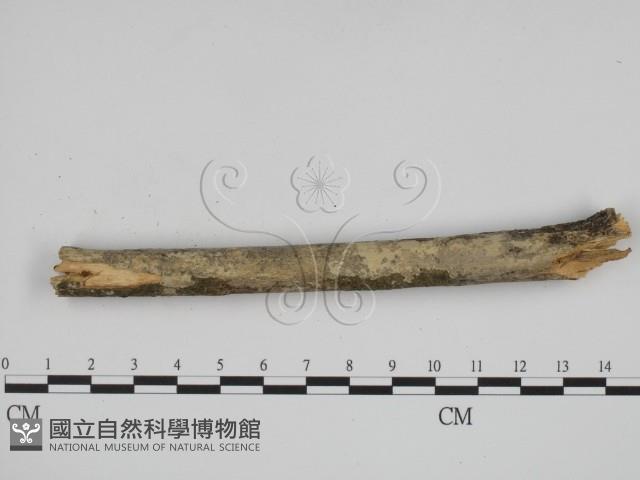 叉絲革菌屬藏品圖，第1張