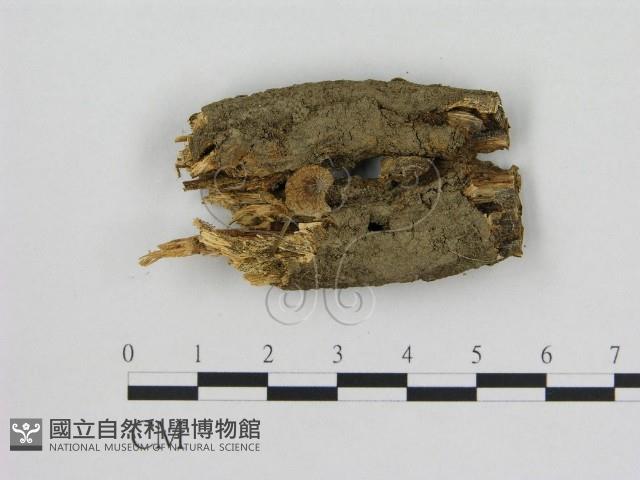 小菇屬藏品圖，第1張