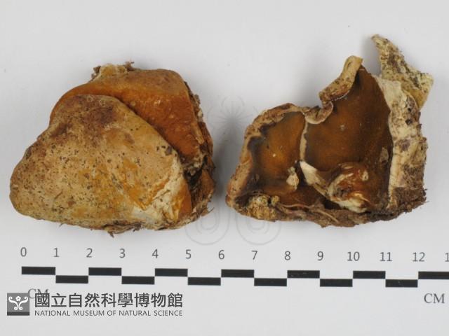 登錄號:F0032541藏品圖，第1張