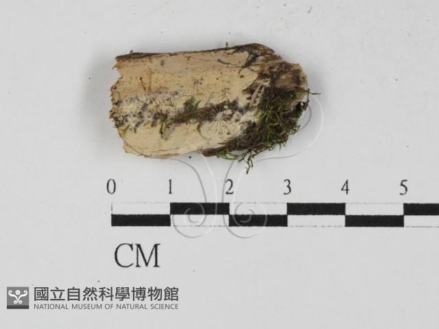 絲齒菌屬藏品圖，第1張