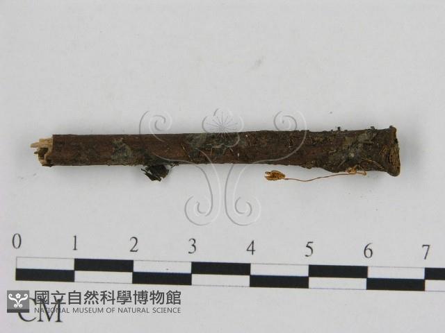 登錄號:F0007541藏品圖，第1張