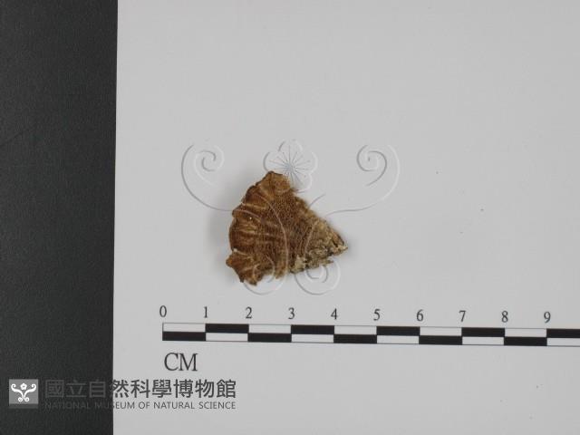 登錄號:F0017541藏品圖，第1張