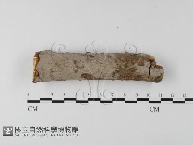 筍殼菌屬藏品圖，第1張