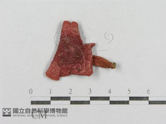 紅菇屬藏品圖，第1張