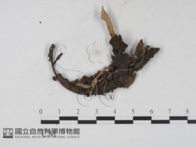 登錄號:F0015541藏品圖，第1張