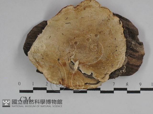 乾酪菌屬藏品圖，第1張