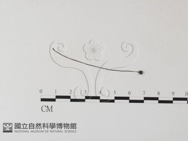 小皮傘屬藏品圖，第1張