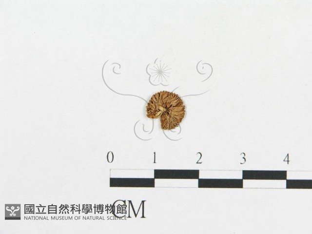 登錄號:F0003541藏品圖，第1張
