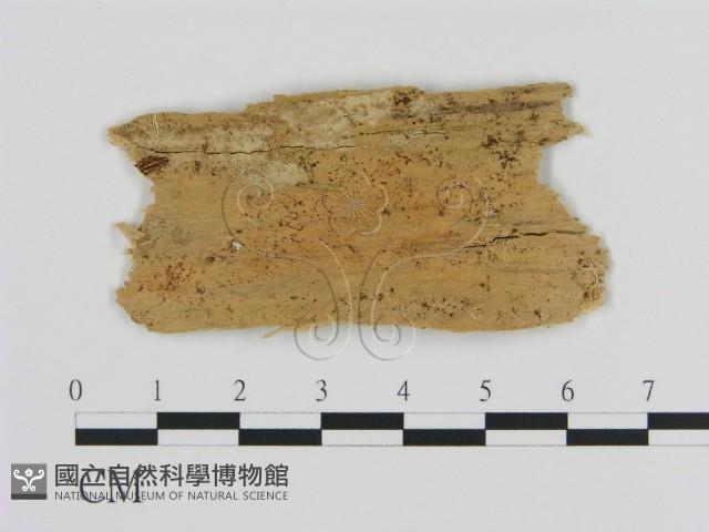 絲皮菌屬藏品圖，第1張