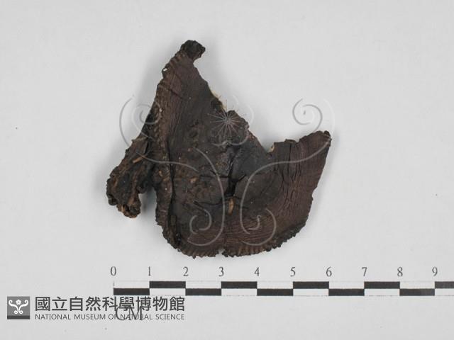 登錄號:F0028141藏品圖，第1張