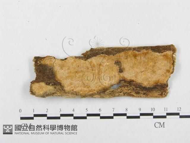 登錄號:F0008141藏品圖，第1張