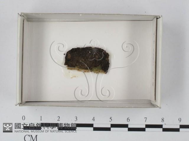 登錄號:F0018141藏品圖，第1張